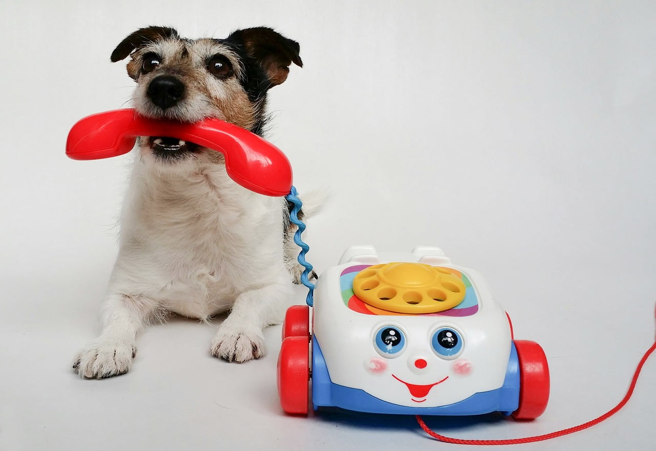 DogPhone dogs toys